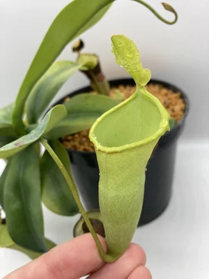 Nepenthes campanulata — Scotland Carnivorous Plants