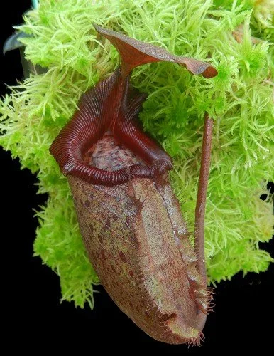 BE-4019a juvenile pitcher of actual clone.JPG