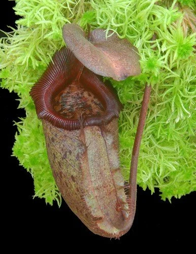 BE-4019b juvenile pitcher of actual clone.JPG