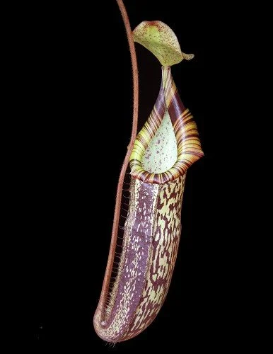 BE-3760b lower pitcher of actual clone.JPG