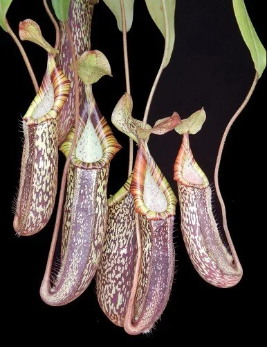 BE-3760a lower pitchers of actual clone.JPG