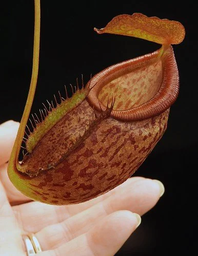 BE-4069b representative pitcher.JPG