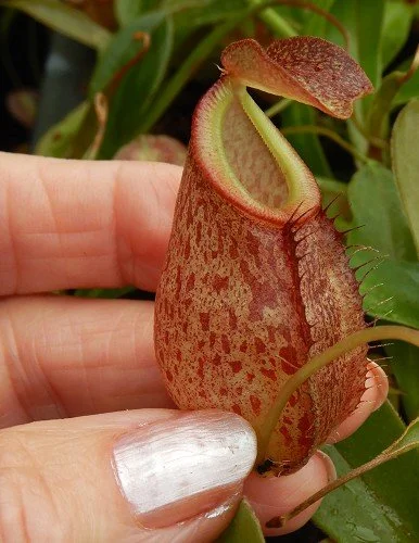 BE-4069x pitcher on representative medium size sale plants.JPG