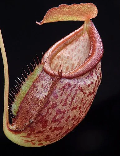 BE-4069a representative pitcher.JPG