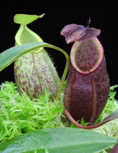 BE-4059c comparison of pitcher colourations.JPG