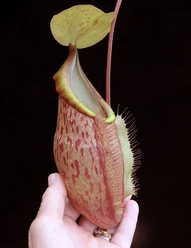 BE-3790d representative pitcher.JPG