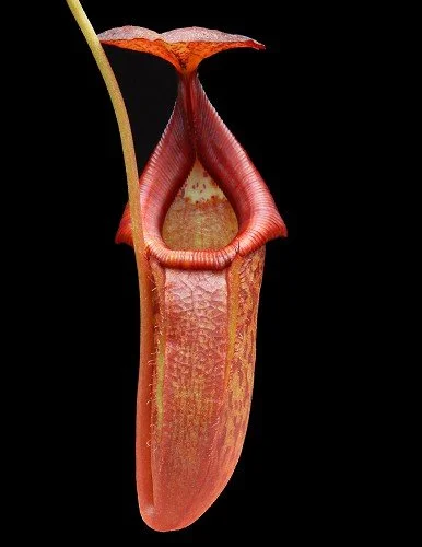 BE-4035a juvenile pitcher of one clone.JPG