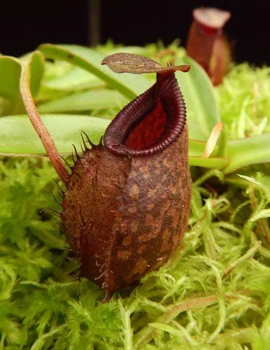 BE-4076a representative juvenile pitcher.JPG