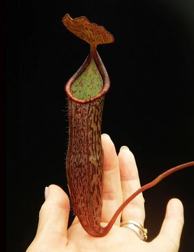 BE-3789b representative pitcher.JPG