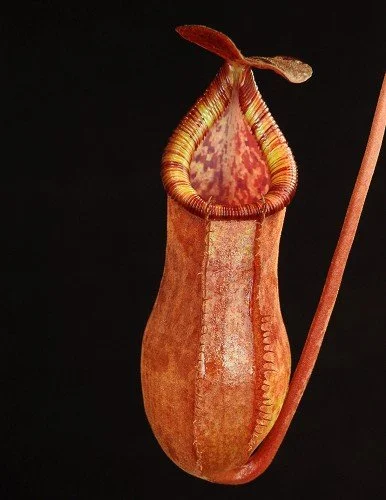 BE-4078a representative pitchers.JPG