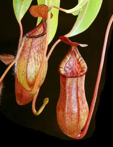 BE-4078b representative pitchers.JPG