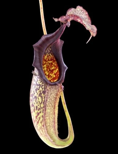 BE-3067a-lower-pitcher.jpg