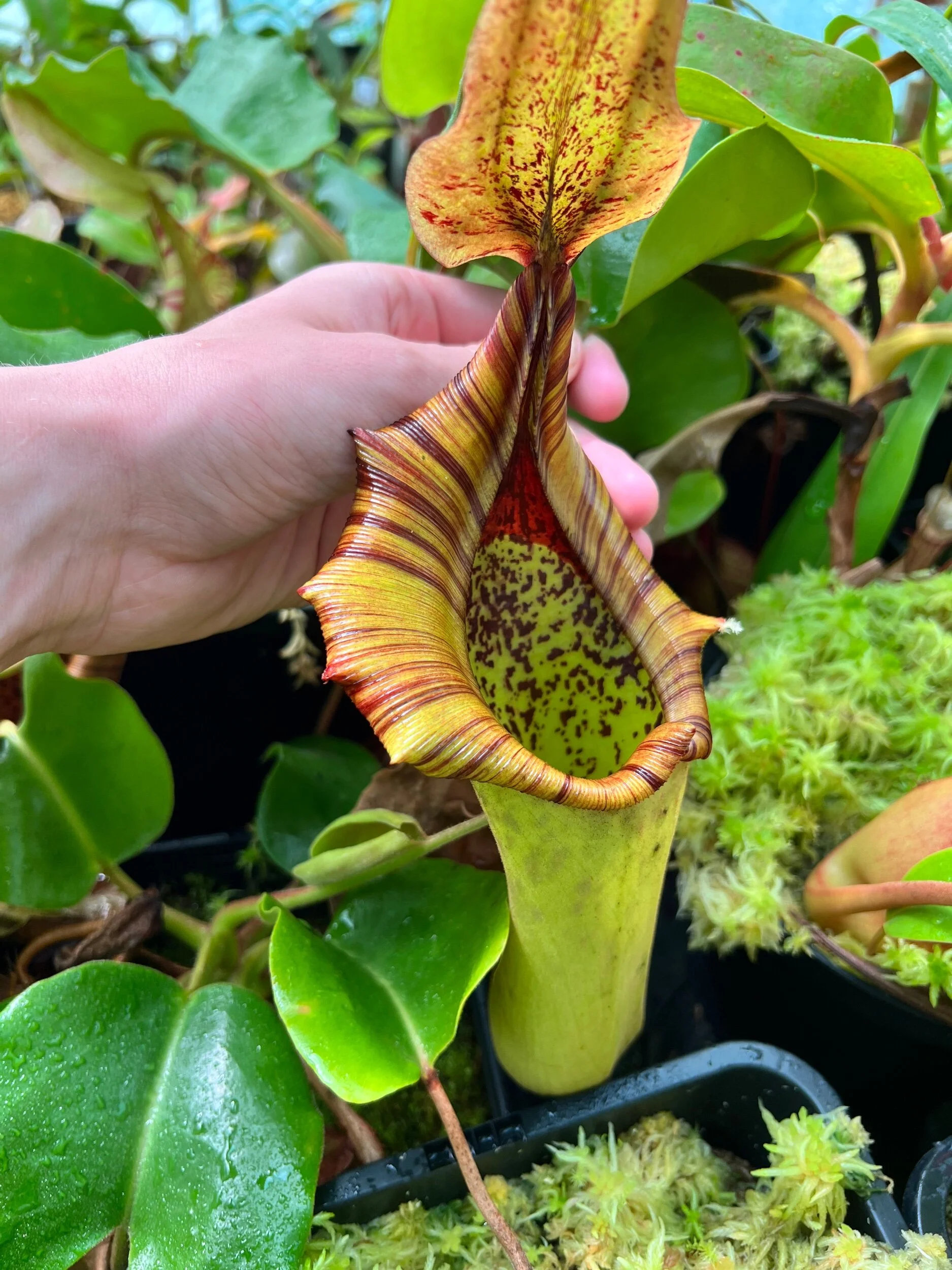 A6B72403-7CBB-49EF-9118-89D5D3B33F9A