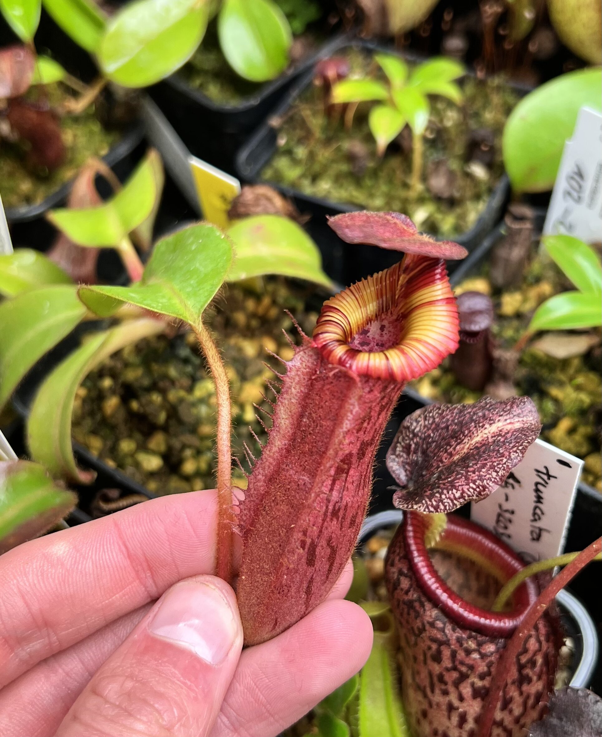 7E9FABC2-75A6-43D5-B527-AF94882989A4