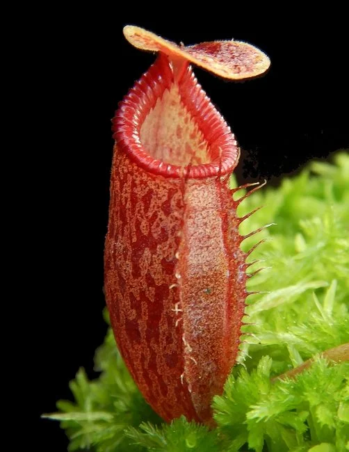 BE-4521a juvenile pitcher of actual clone.JPG