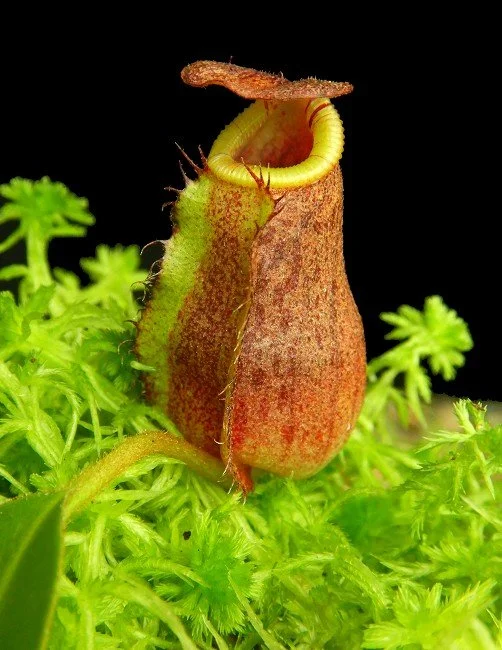 BE-4524a very juvenile pitcher of one clone.JPG