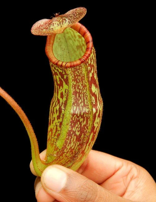 BE-4533b very juvenile pitcher of one clone .JPG