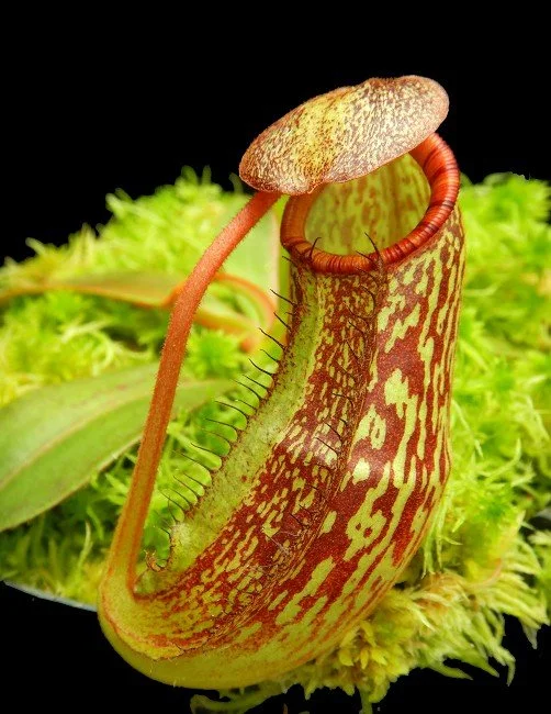 BE-4533a very juvenile pitcher of one clone .JPG