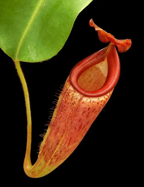 BE-4546a one of the many different clones.JPG