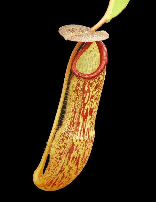 BE-4530b juvenile representative pitcher.JPG