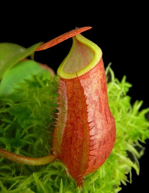 BE-4534d juvenile pitcher of one clone.JPG