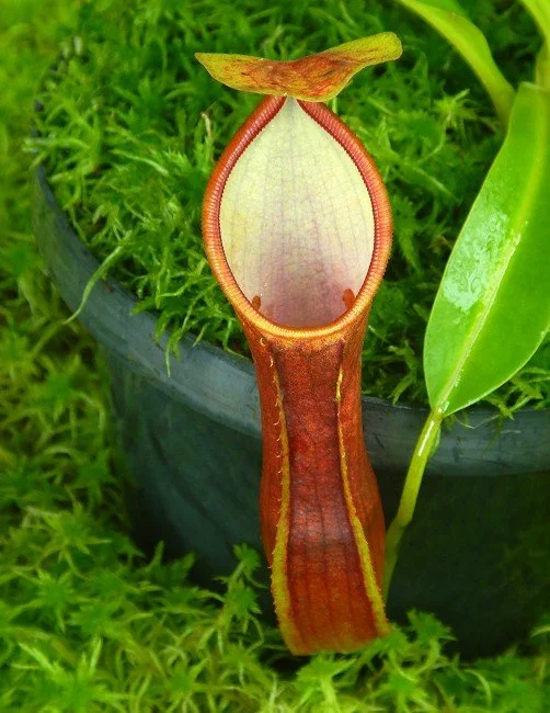 BE-4538c one of the clones showing eye spots.JPG