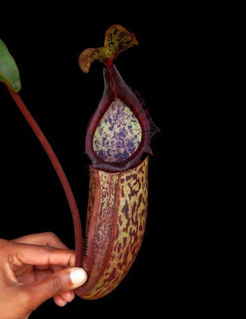 BE-4509c one of the many different clones.JPG