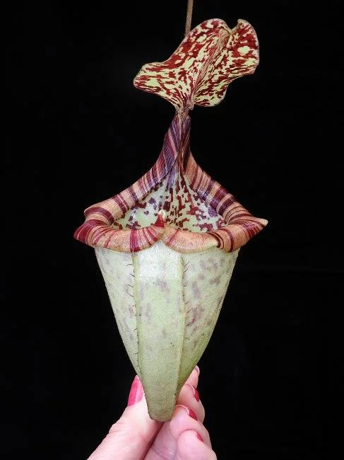 BE-3886e upper pitcher in hand 1.JPG