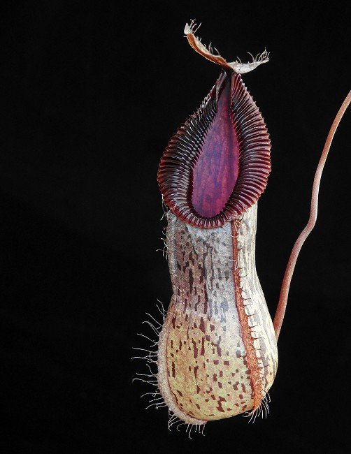 BE-3747i representative pitcher.JPG