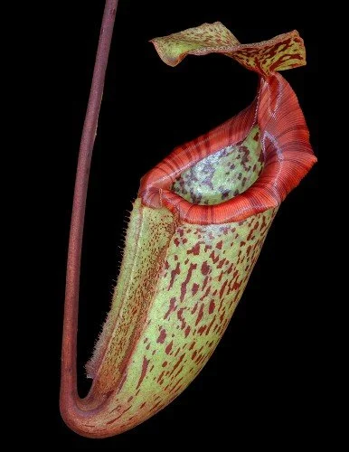 BE-3931c representative pitcher.JPG