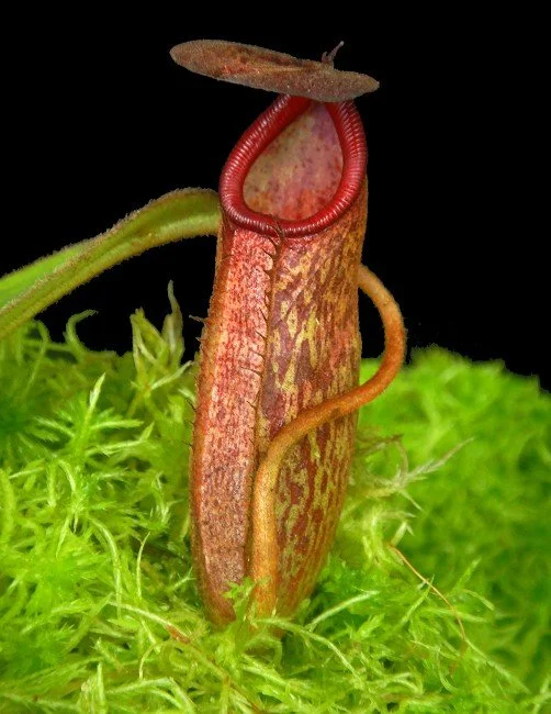 BE-4071c one clone.JPG