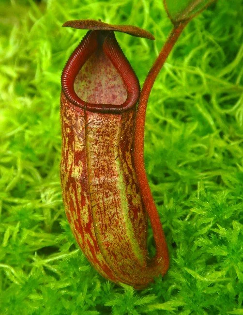 BE-4071b one clone.JPG