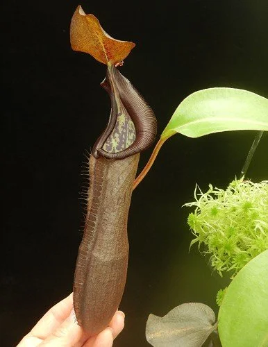 BE-3939b representative pitcher.JPG