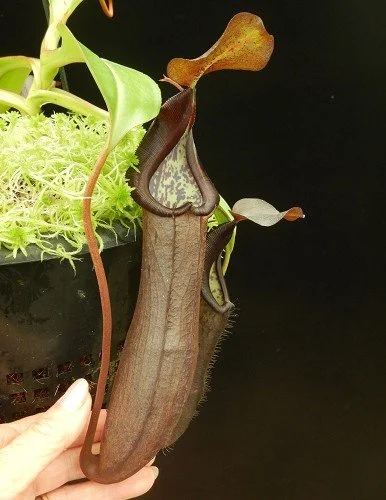 BE-3939c representative pitcher.JPG