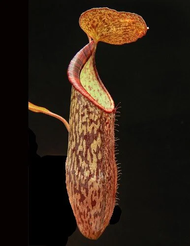 BE-3789a representative pitcher.JPG