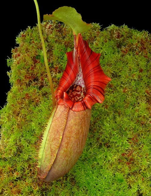 BE-3996e actual clone.JPG