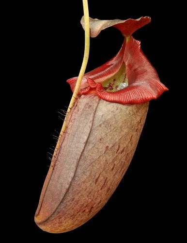 BE-3982g representative pitcher.JPG