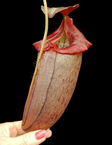 BE-3982f representative pitcher.JPG