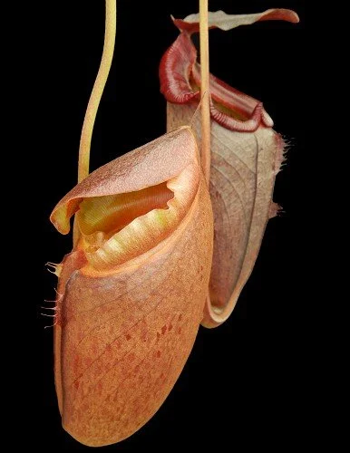 BE-3982e representative pitcher.JPG