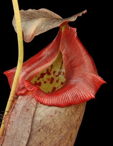 BE-3982h representative pitcher.JPG