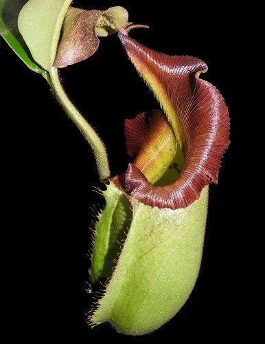 BE-3933h one of the many different clones.JPG