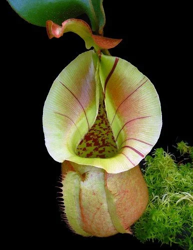 BE-3933c one of the many different clones.JPG