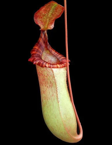 BE-3986g representative pitcher.JPG