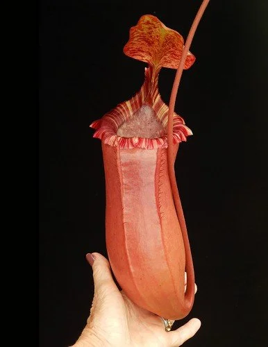 BE-3986a representative pitcher.JPG