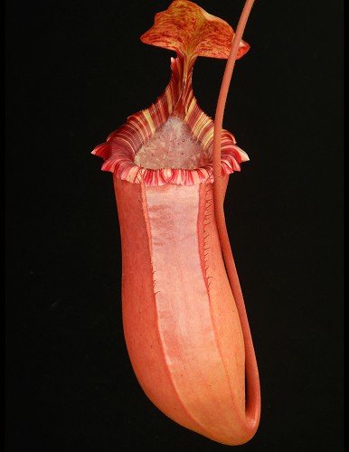 BE-3986b representative pitcher.JPG