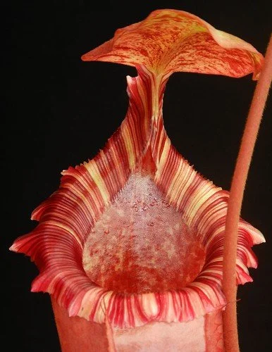 BE-3986d representative pitcher.JPG