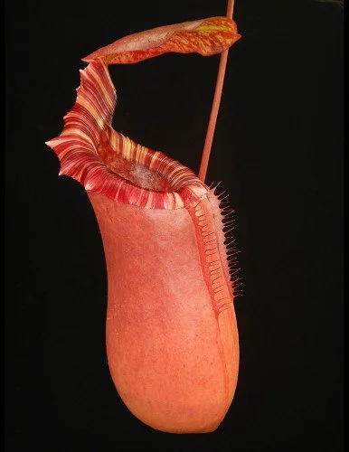 BE-3986c representative pitcher.JPG