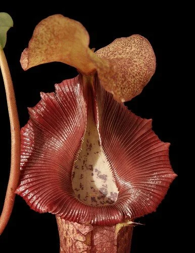 BE-3984e juvenile representative pitcher.JPG