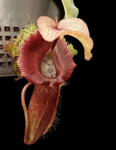 BE-3984d juvenile representative pitcher.JPG