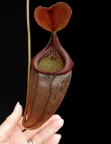 BE-3988b representative pitcher.JPG